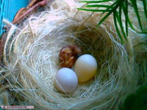 Strawberry Finch Eggs