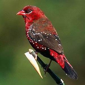 Strawberry Finch Images