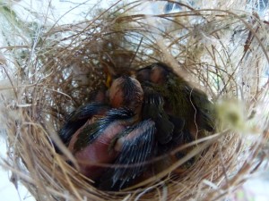 Strawberry Finch Nest