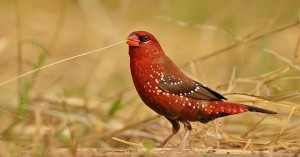 Strawberry Finch Photos