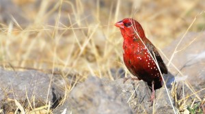 Strawberry Finch Pictures