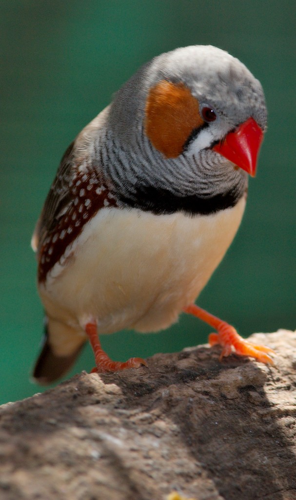 Zebra Finch Facts, As Pets, Care, Temperament, Pictures