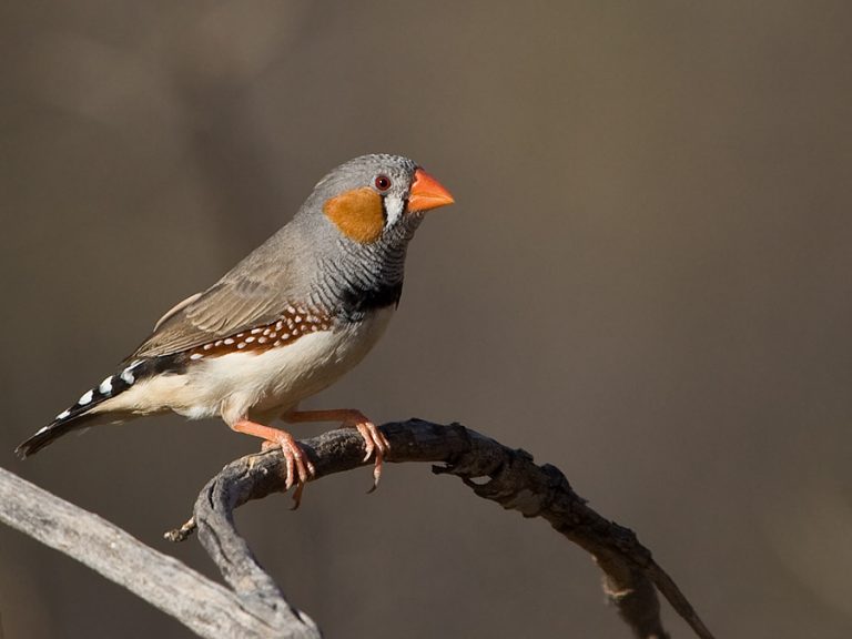 Zebra Finch Facts, As Pets, Care, Temperament, Pictures