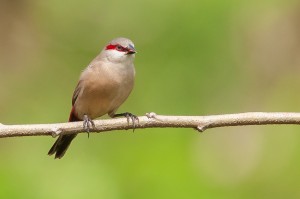 Crimson Rumped Waxbill