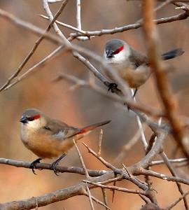 Crimson Rumped Waxbill Birds