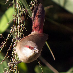 Crimson Rumped Waxbill Housing
