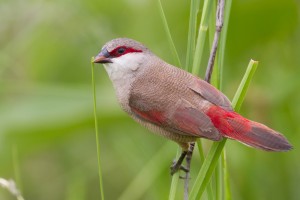 Crimson Rumped Waxbill Images