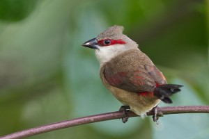 Crimson Rumped Waxbill Photos