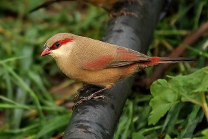 Crimson Rumped Waxbill Pictures