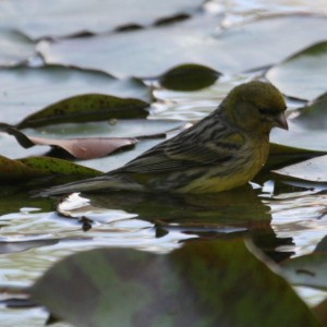 Domestic Canary Bathing