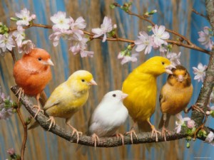 Domestic Canary Birds