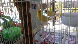 Domestic Canary Cage Setup