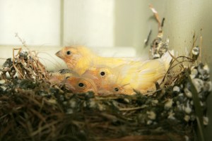 Domestic Canary Chicks