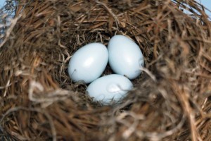 Domestic Canary Eggs