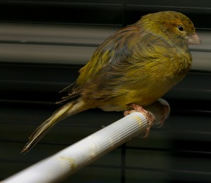 Domestic Canary Images