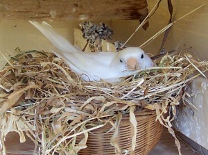 Domestic Canary Nest