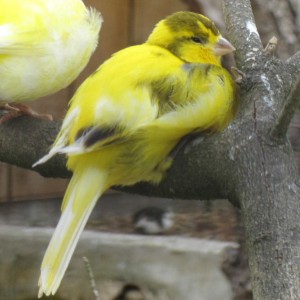 Domestic Canary Photos