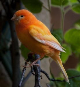 Domestic Canary Pictures