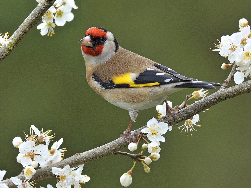 European Goldfinch Facts, Temperament As Pets, Care, Pictures