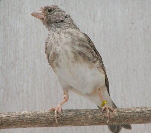 Gray Singing Finch