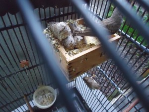 Gray Singing Finch Cage Setup