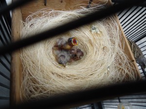 Gray Singing Finch Chicks