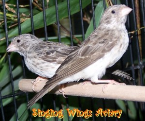 Gray Singing Finch Images