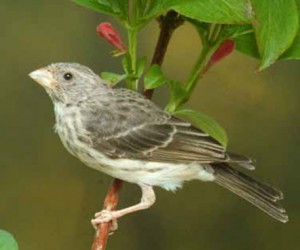 Gray Singing Finch Photos