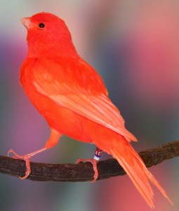 Red Domestic Canary