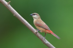 Rosey Rump Waxbill