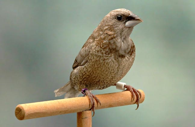 Crested bengalese hot sale finches