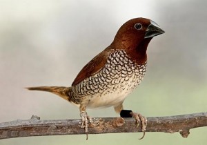 Spice Finch
