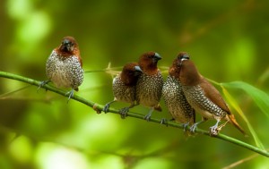 Spice Finch Birds