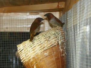 Spice Finch Housing