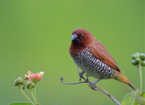 Spice Finch Images