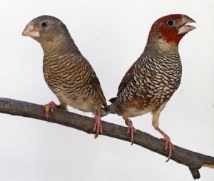Spice Finch Male and Female