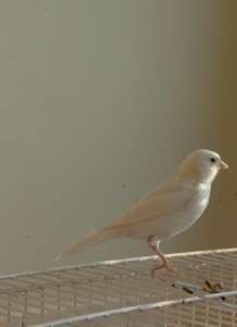 White Domestic Canary