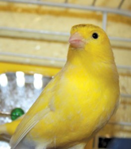 Yellow Domestic Canary