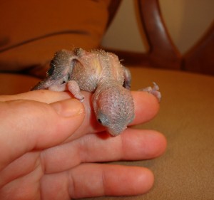 Baby Pacific Parrotlet