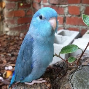 Blue Pacific Parrotlet