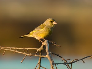 European Greenfinch