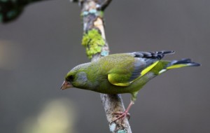 European Greenfinch Bird