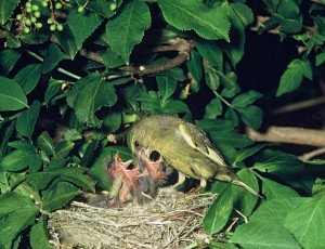 European Greenfinch Chicks