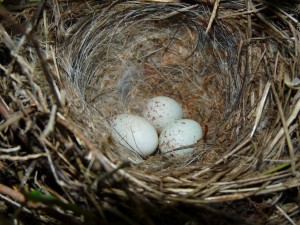 European Greenfinch Eggs