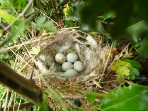 European Greenfinch Nest