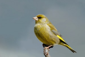 European Greenfinch Photos