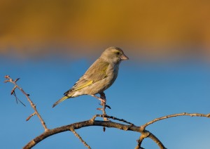 European Greenfinch Pictures