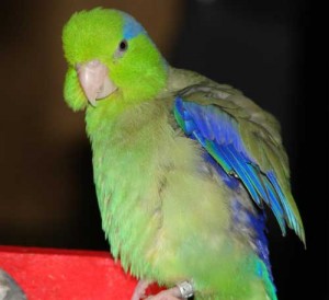 Male Pacific Parrotlet