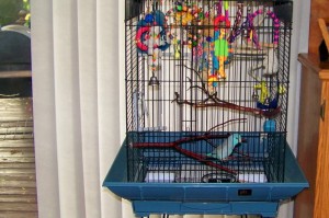 Pacific Parrotlet Cage Setup