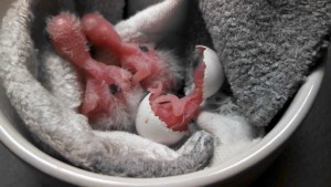 Pacific Parrotlet Chick Hatching from Egg